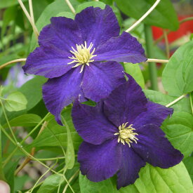 楽天市場 ビオラ 苗 開花時期四季 の通販