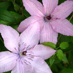 N}`X c n[OCnCubh WbN}j[n 2N [劔 12cm|bg clm