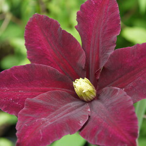 クレマチス 苗の人気商品 通販 価格比較 価格 Com