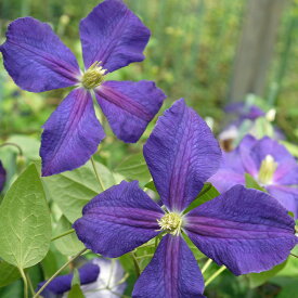 楽天市場 ジャックマニー クレマチスの通販