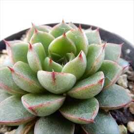 多肉植物 skエケベリア 大和姫 多肉植物 エケベリア 7.5cmポット