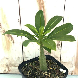 A capL|fBE fJ[   A R[fbNX 򍪐A 10.5cm|bg