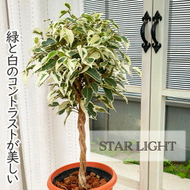 観葉植物 ベンジャミン スターライト 5号鉢 送料無料 ベンジャミナ フィカス 観葉植物 室内 贈り物 プレゼント インテリア おしゃれ