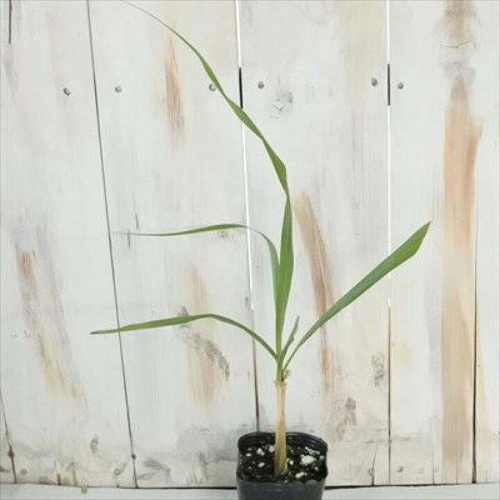 楽天市場 ハーブ レモングラス シトロネラ 9cmポット 苗 アロマ 虫よけ ハーブティー スパイス Herb フラワーネット 日本花キ流通