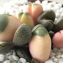 caプレイオスピロス 帝玉 令和の桃子 多肉植物 メセン リトープス 7.5cmポット