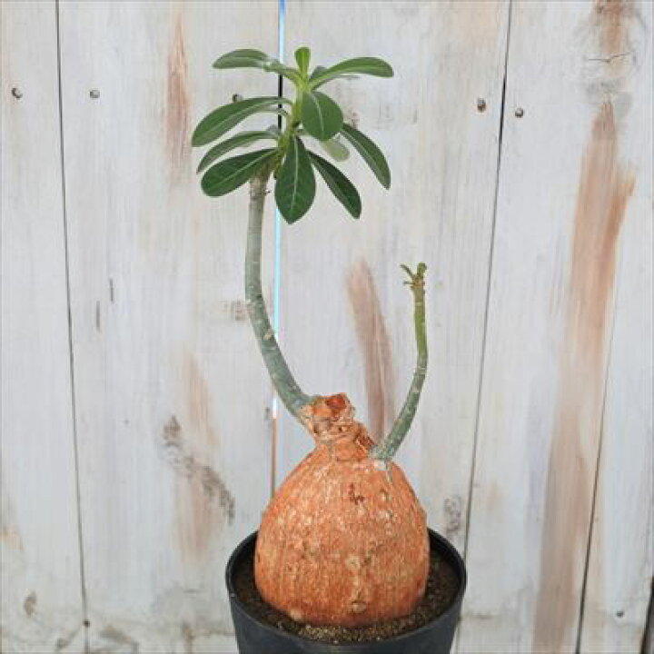 楽天市場 多肉植物 Caアデニウム オベスム レッドスキン 現品販売 0903 01 多肉植物 コーデックス 4 5号鉢 フラワーネット 日本花 キ流通