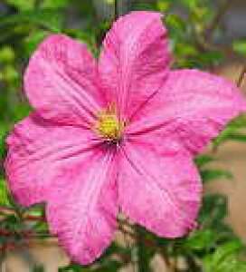 \̔ N}`X c _c r`Zn ̃N}`X 2Nc 10.5cm|bg ochi 3{ȍ~