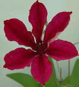 \̔ N}`X c tr kMm[Tn ̃N}`X 2Nc 10.5cm|bg ochi 3{ȍ~