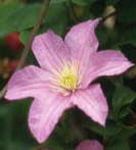 予約販売 クレマチス 苗 コンテストボシャール ジャックマニー系 落合さんのクレマチス 2年生苗 10.5cmポット ochi 3月上旬以降発送