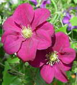 予約販売 クレマチス 苗 夜叉姫 遅咲き大輪系 落合さんのクレマチス 2年生苗 10.5cmポット ochi 3月上旬以降発送