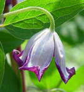 \̔ N}`X c vVP r`Zn ̃N}`X 2Nc 10.5cm|bg ochi 3{ȍ~