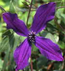 \̔ N}`X c AtfB[e CeOtHAn ̃N}`X 2Nc 10.5cm|bg ochi 3{ȍ~