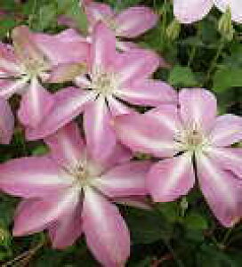 \̔ N}`X c Ĉ t_n ̃N}`X 2Nc 10.5cm|bg ochi 3{ȍ~