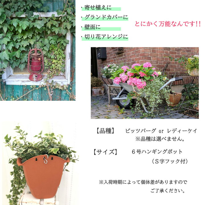 楽天市場 ハンギング アイビー グリーン 6号鉢 壁掛け 送料無料 観葉植物 苗 インテリア おしゃれ ヘデラ フラワーネット 日本花キ流通