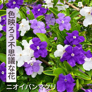 植木 盆栽 ニオイバンマツリ」の人気商品一覧・価格比較 - 価格.com