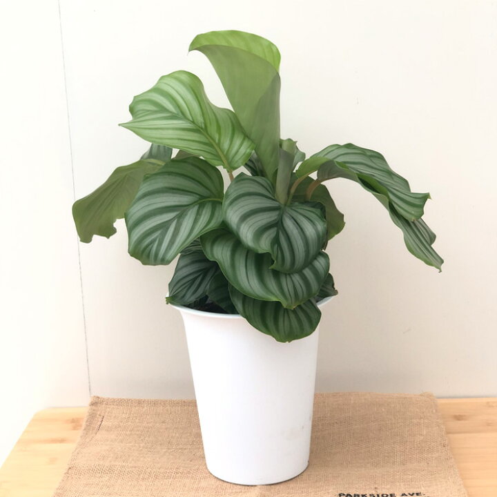 楽天市場 カラテア オルビフォリア 6号鉢 送料無料 観葉植物 インテリア おしゃれ フラワーネット 日本花キ流通