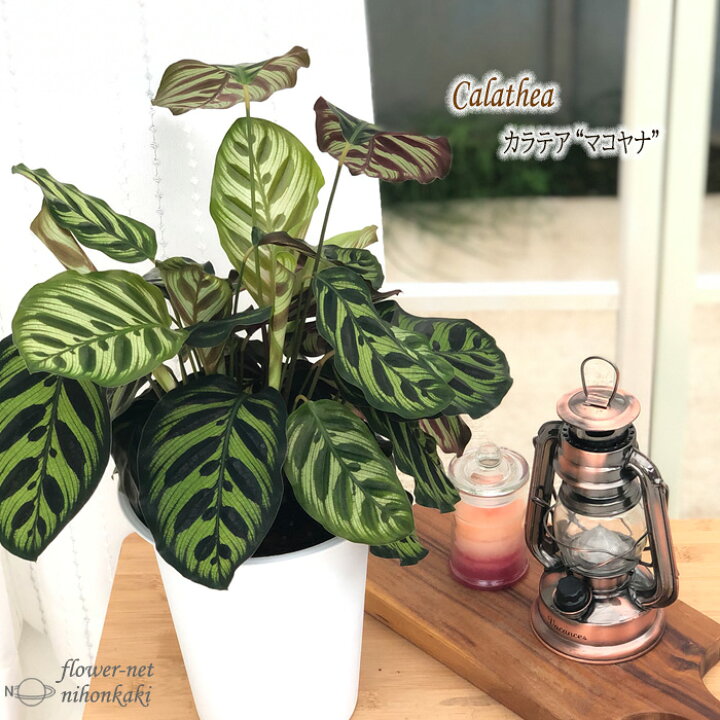 楽天市場 カラテア マコヤナ 6号鉢 送料無料 観葉植物 インテリア おしゃれ フラワーネット 日本花キ流通