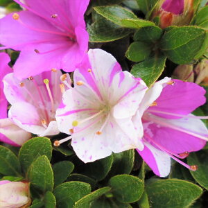 [RccW ʂ̏ 9cm|bg Jԗ\芔 ̂܂ ~}LV}ccW  ԕc  Ԗ toy