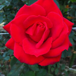 \̔ o c o Vc  T}T ؗ lG炫 KN ΂  tros 4{ȍ~