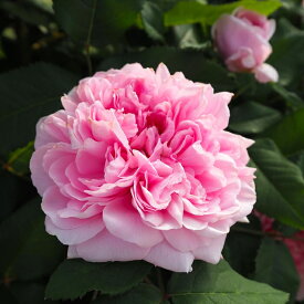 予約販売 バラ 苗 バラ 新苗 オールドローズ ジャックカルティエ 木立性 返り咲き 中輪 薔薇 ばら ピンク tros 4月中旬以降発送