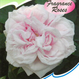 予約販売 バラ 苗 バラ 新苗 オールドローズ スヴニールドゥラマルメゾン 四季咲き 中輪 つるバラ 薔薇 ばら ピンク tros 4月中旬以降発送