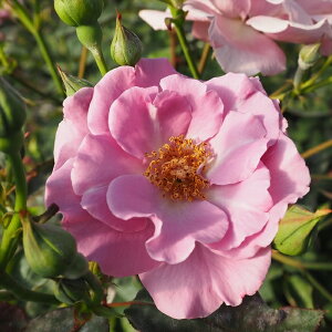 \̔ o c o Vc   ؗ lG炫 KN ΂ sN tros 4{ȍ~