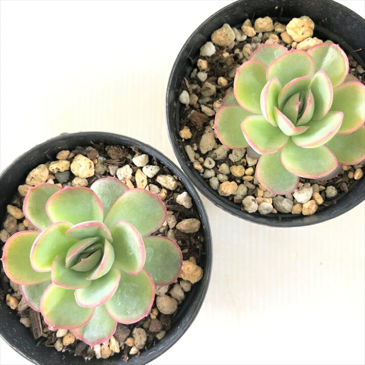 楽天市場】多肉植物 skエケベリア ストロベリーアイス 多肉植物 エケベリア 7.5cmポット : フラワーネット 日本花キ流通 楽天市場】多肉植物 skエケベリア ストロベリーアイス 多肉植物 エケベリア 7.5cmポット : フラワーネット 日本花キ流通