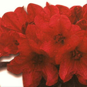 \̔ VNiQ h[t bh 5 Jԗ\芔 mVNiQ ႭȂ Γ ԕc  Ԗ toy 11{ȍ~