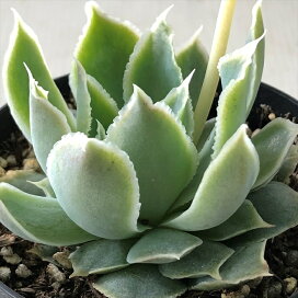 skelyrata 楽天市場】多肉植物 skエケベリア リラシナ×タパルパ 多肉植物 エケベリア 7.5cmポット : フラワーネット 日本花キ流通