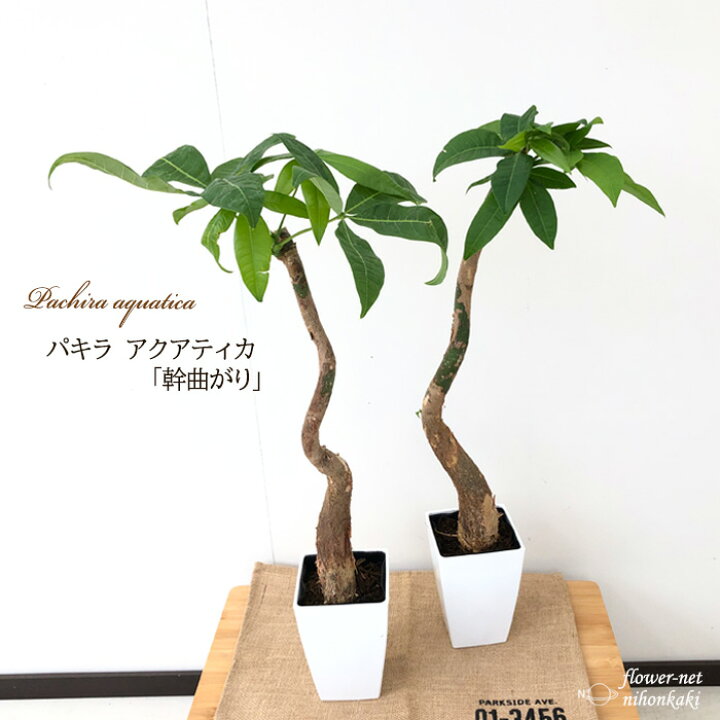 楽天市場 パキラ アクアティカ 幹曲がり 4号鉢 苗 観葉植物 インテリア おしゃれ フラワーネット 日本花キ流通