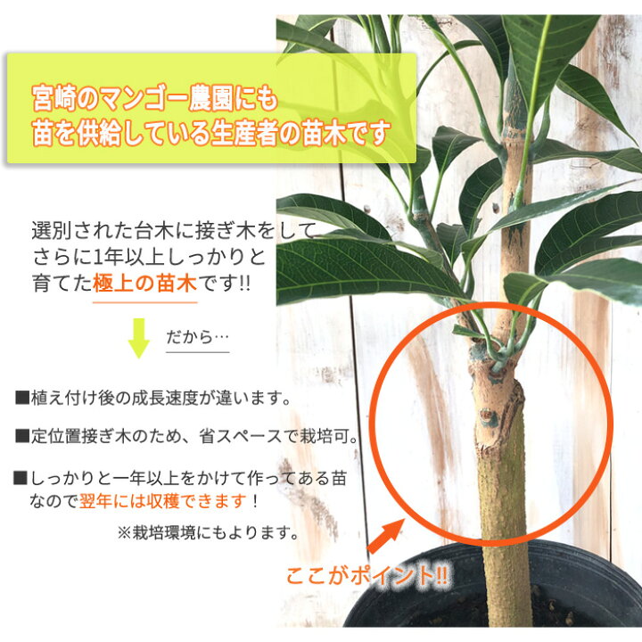 特大 希少 台湾金蜜マンゴー接木苗木 実なった実績あり （去年の果物の 