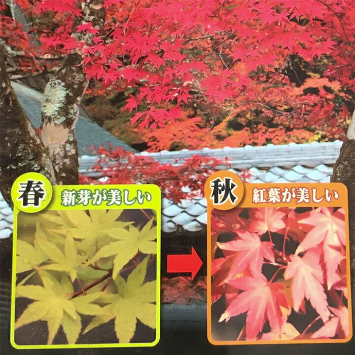 楽天市場】予約販売 もみじ 流泉 12cmポット 接木苗 紅葉 モミジ 庭木 