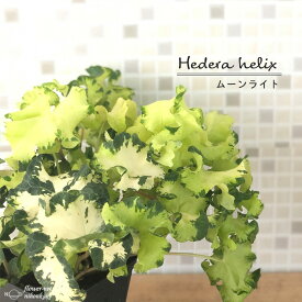 ヘデラ ヘリックス ムーンライト10.5cmポット アイビー 観葉植物 インテリア おしゃれ 登録品種