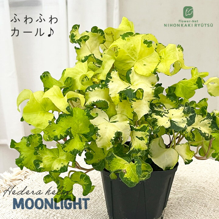 楽天市場 ヘデラ ヘリックス ムーンライト10 5cmポット アイビー 観葉植物 インテリア おしゃれ 登録品種 フラワーネット 日本花キ流通