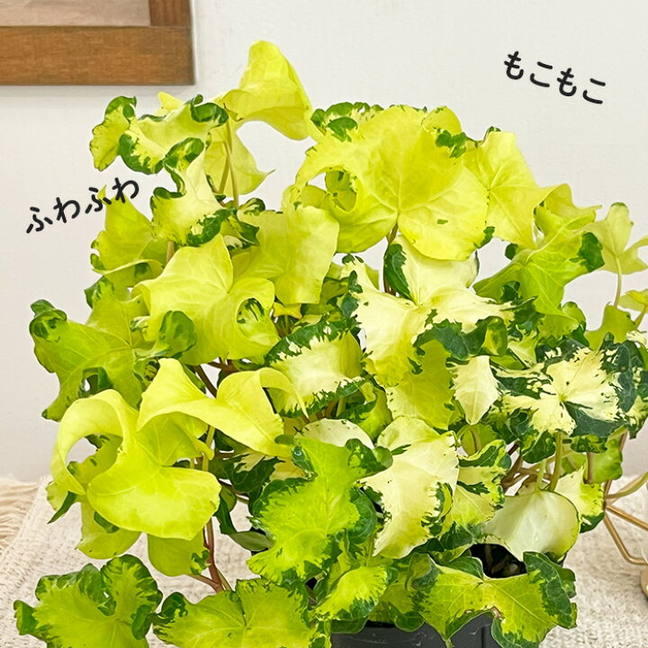楽天市場 ヘデラ ヘリックス ムーンライト10 5cmポット アイビー 観葉植物 インテリア おしゃれ 登録品種 フラワーネット 日本花キ流通