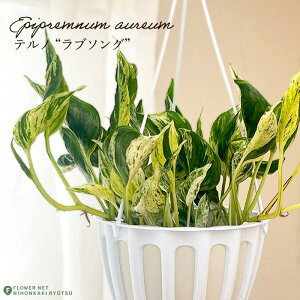 �ϗt�A�� �|�g�X �e���m No.018 ���u�\���O 5���� �݂蔫 �݂艺�� �n���M���O �������� �ϗt�A�� ���� ���蕨 �v���[���g �C���e���A ������� �o�^�i��