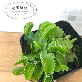 食虫植物 ハエトリソウ グリーン 7.5cmポット 水生植物 nnm