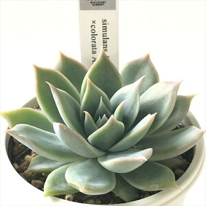 �����A�� yuk�G�P�x���A simulans Ascension×colorata Atemajac �����A�� �D�؉�����̕c �������� �G�P�x���A 6cm�|�b�g