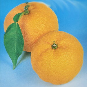 \̔ ⴍʎc 䂸c Mq 12cm|bg 䂸 LgEY Mq Y _k c  k ʎc ږؕc kik 3{ȍ~