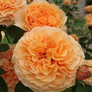 \̔ oc oc C^[vc Jg[ghZb^[ io^o蒆 KN ΂  o c IW kso 2{ȍ~