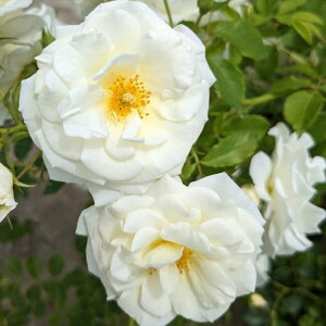 \̔ oc oc o| ^i܂jio^o蒆 KN ΂  o c F kso 2{ȍ~