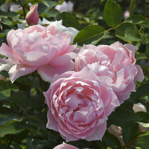 \̔ oc oc T IGeBX [ufRe io^o蒆 lG炫 KN ΂  sN hao 2{ȍ~