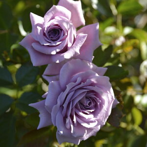 \̔ oc oc T IGeBX G^[ io^o蒆 JԂ炫 KN ΂   hao 2{ȍ~