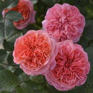 \̔ oc oc T IGeBX Ct io^o蒆 lG炫 KN ΂  IW hao 2{ȍ~