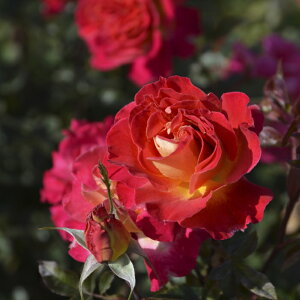 \̔ oc oc T IGeBX s[ io^o蒆 lG炫 KN ΂   hao 2{ȍ~