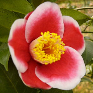 \̔ d炫 ʔVY 12cm|bg Jԗ\芔 ΂ coL  ؂  Ԗ aks 11{ȍ~