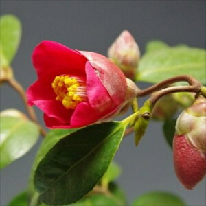 \̔ d炫 IB_ 12cm|bg Jԗ\芔 ΂ coL  ؂  Ԗ aks 11{ȍ~