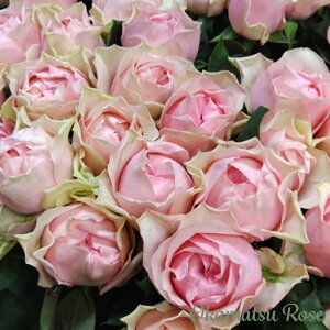 \̔ oc oc }tHXg _i KN ΂  Yc [Y IWii 2way[Y oko 12{ȍ~