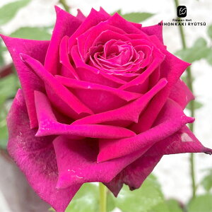 \̔ oc oc ㉀| A[eBXg _i lG炫 KN ΂  ԐF kho 2{ȍ~