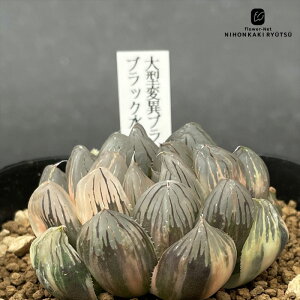 A ninI`A ^ψكubNIuc[T ubNIuc[T 0926-065 A JN^XjVc i̔  nI`A 9cm|bg